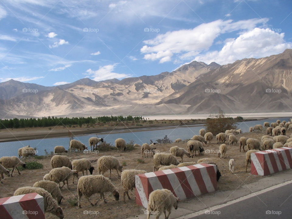 Tibetan sheep 