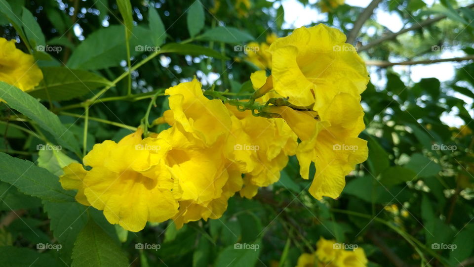beautyfull yellow flowers