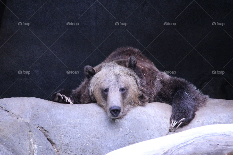 Grizzly bear (with claws and all)