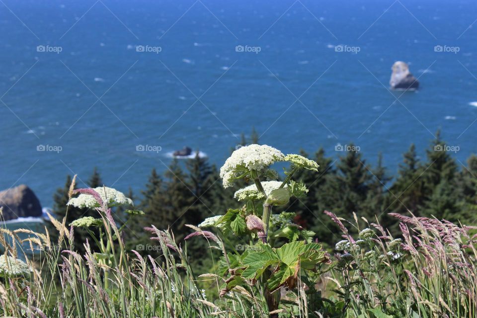 Beautiful Costal Blooms; Pacific Ocean, West Coast 