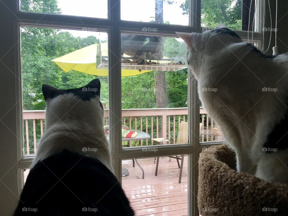 Cats watching squirrel.