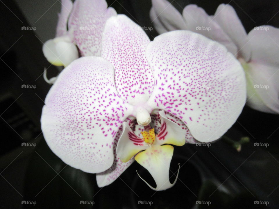 orchid blooms