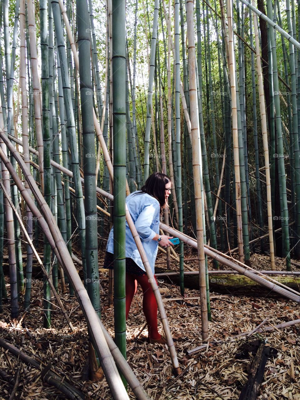 Wood, Tree, Leaf, Nature, Bamboo