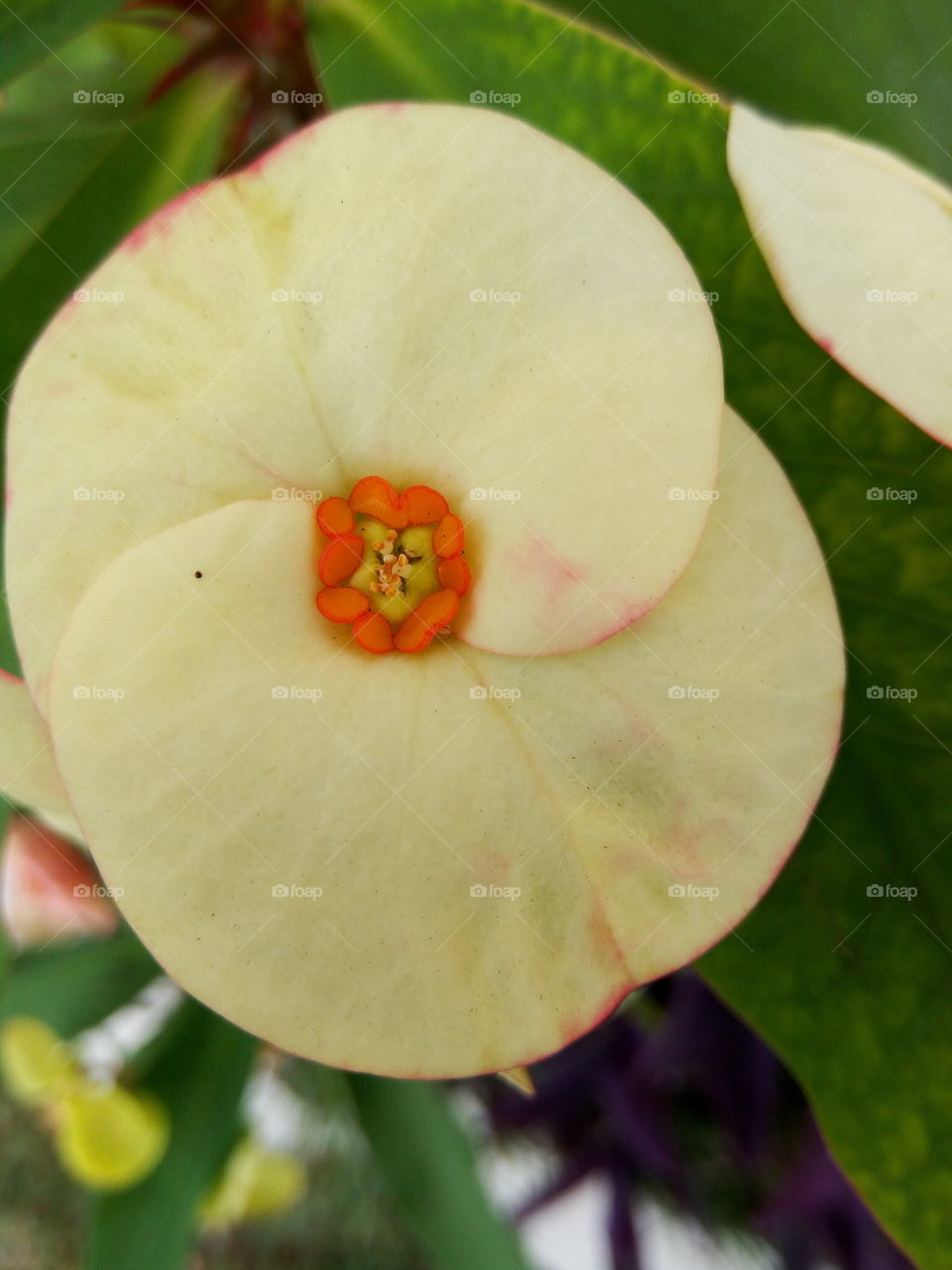 yellow crown of thorns