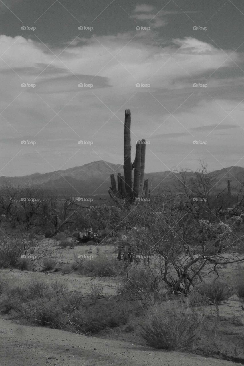 Saguaro in the desert