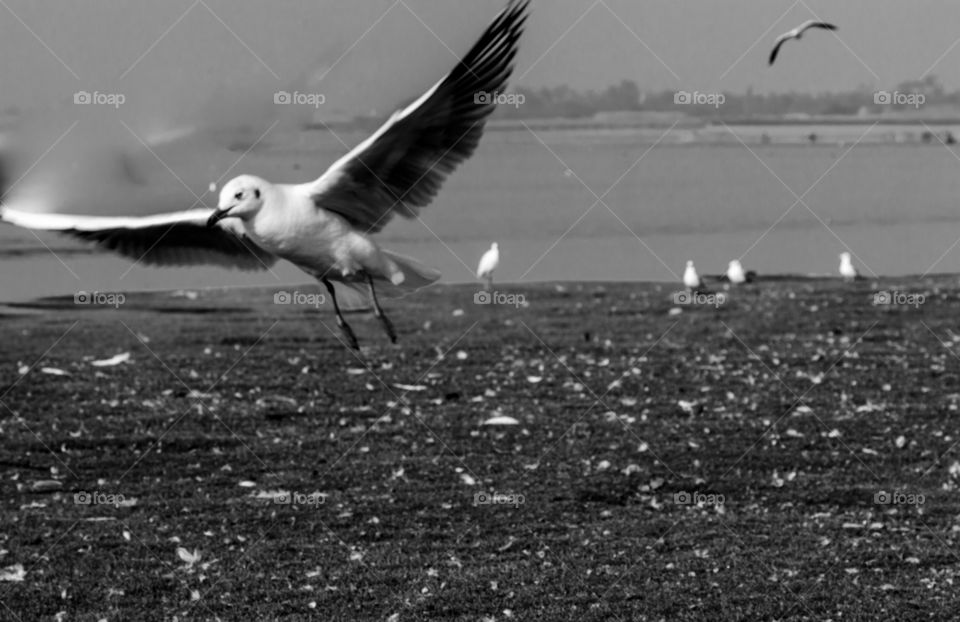 birds by the lake