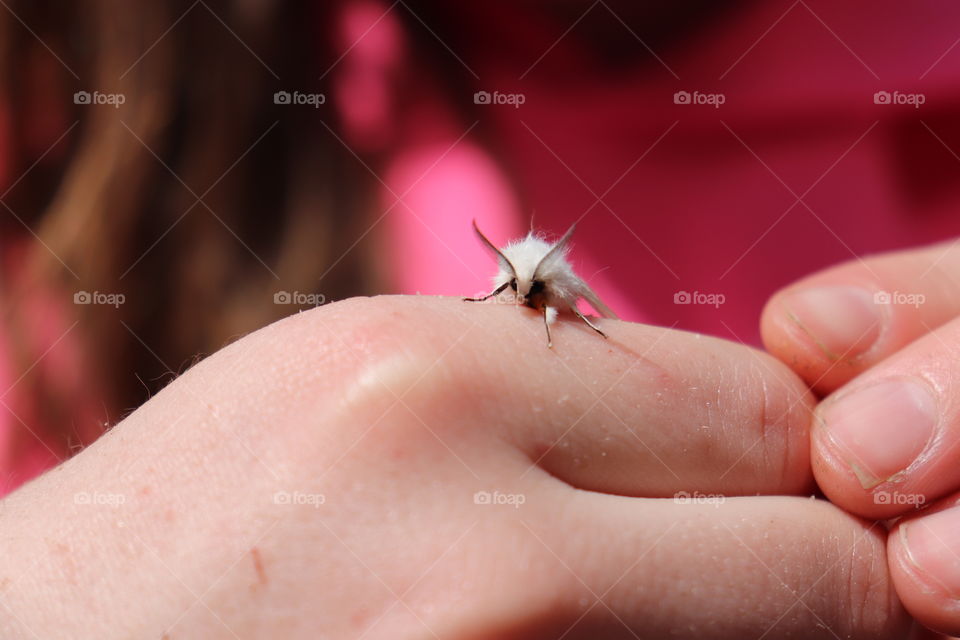 little white moth