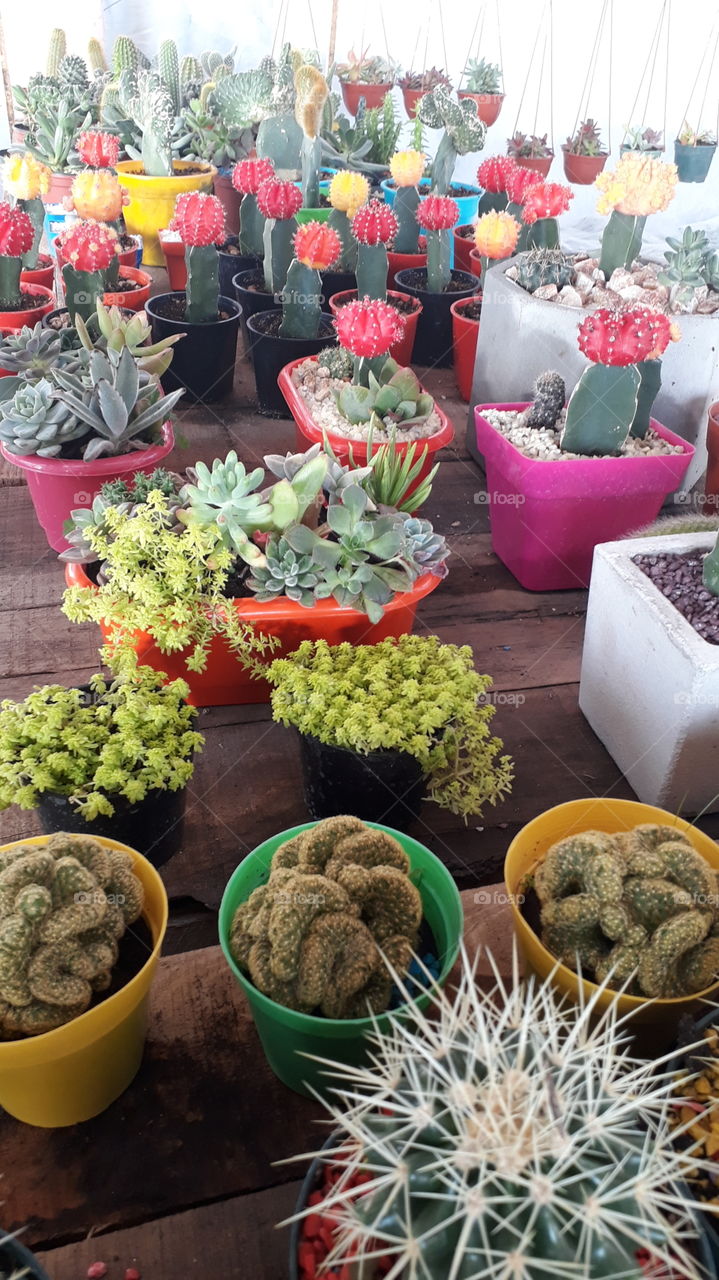 cactus exótico suculenta