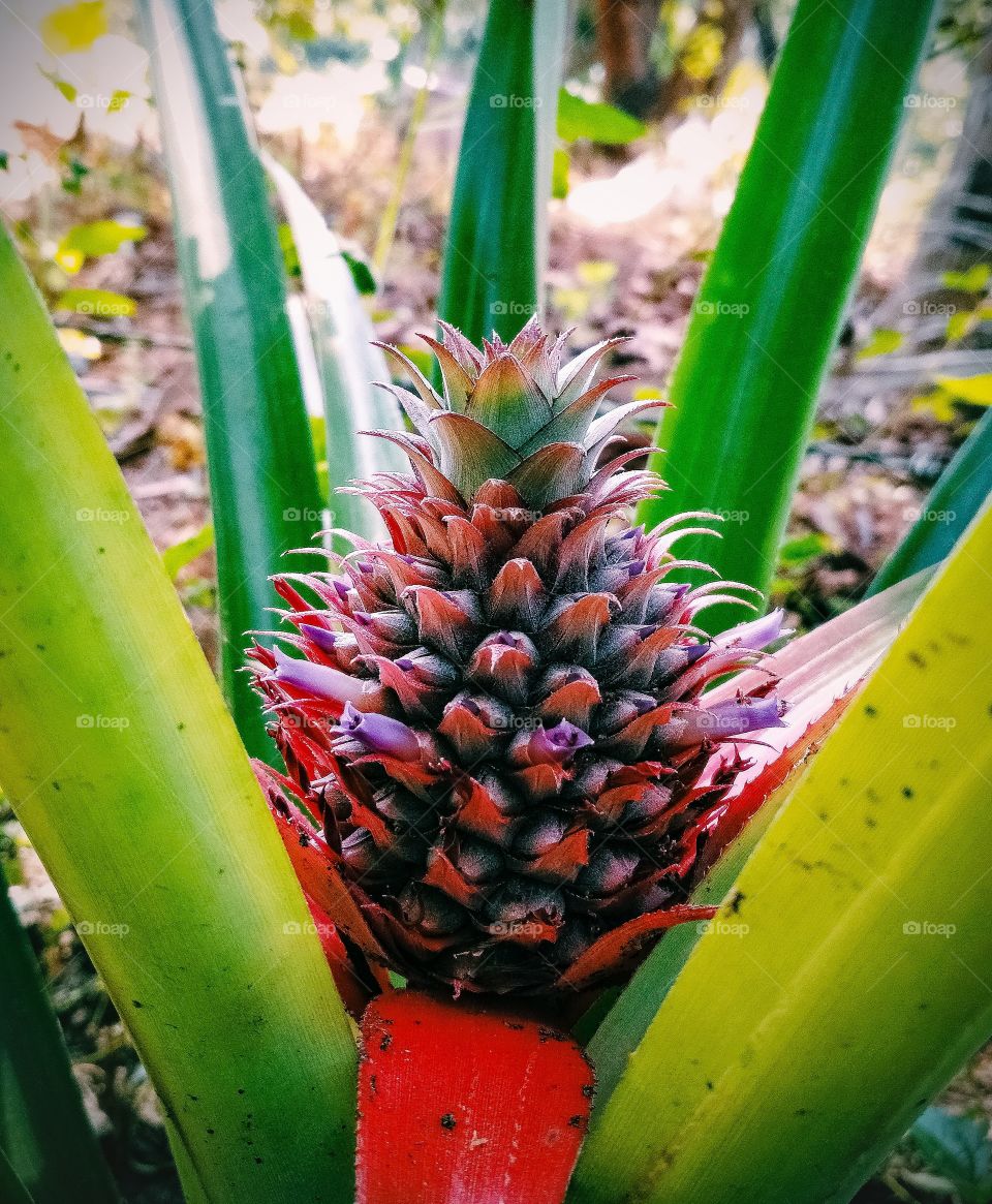 pineapple plants
