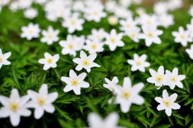 landscape green spring flowers by sammefication