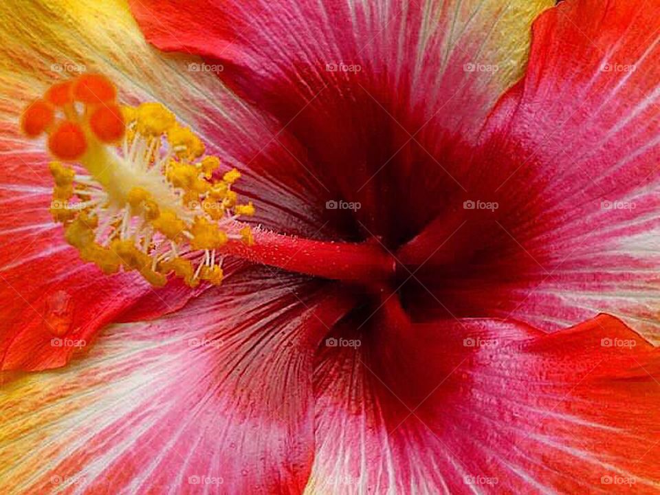 Multi-colored tropical hibiscus flower bloom 
