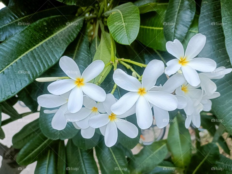 White flowers with tree leaves