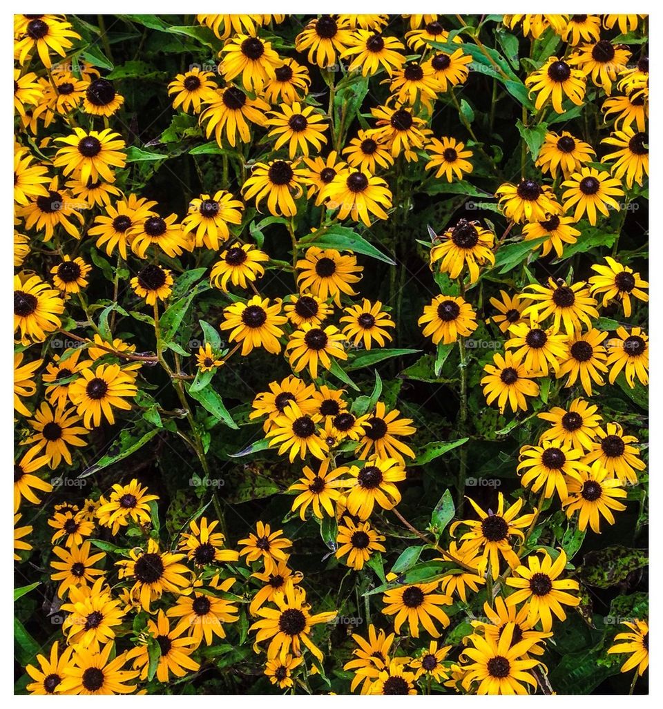 Black-eyed Susans 