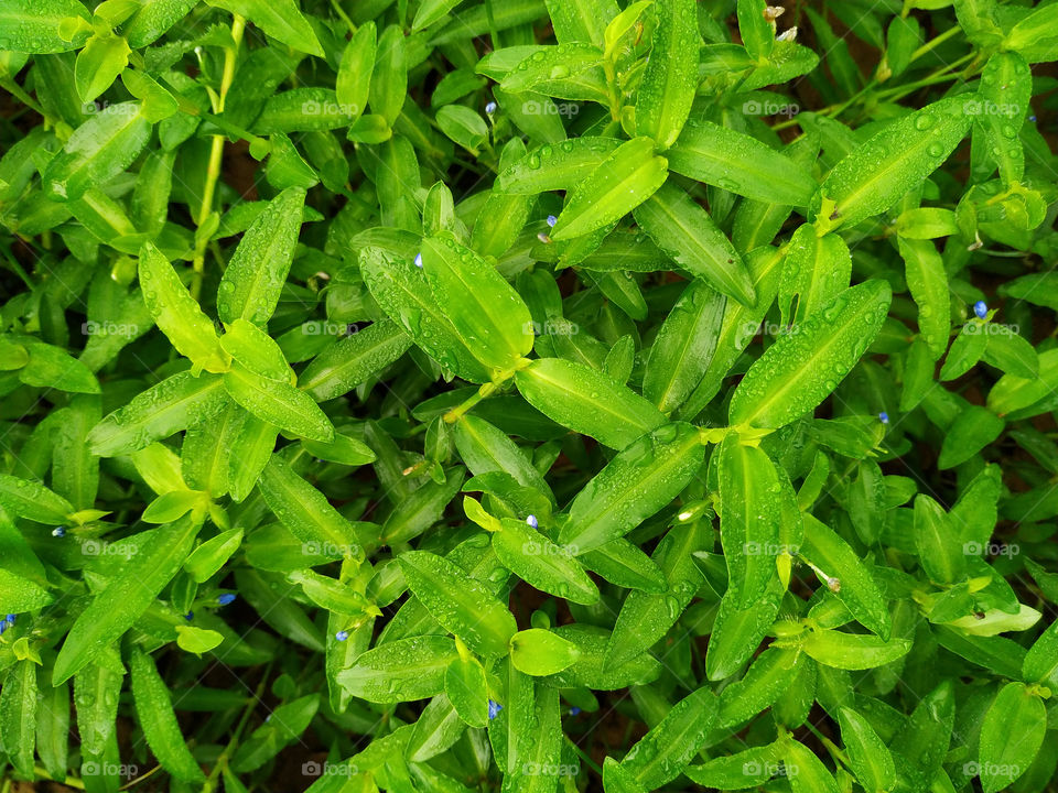 commelina diffusa commonly known as Carolina Dayflowers and also known as Commelina maculata and Commelinaceae and Commelina caroliniana with dew drops