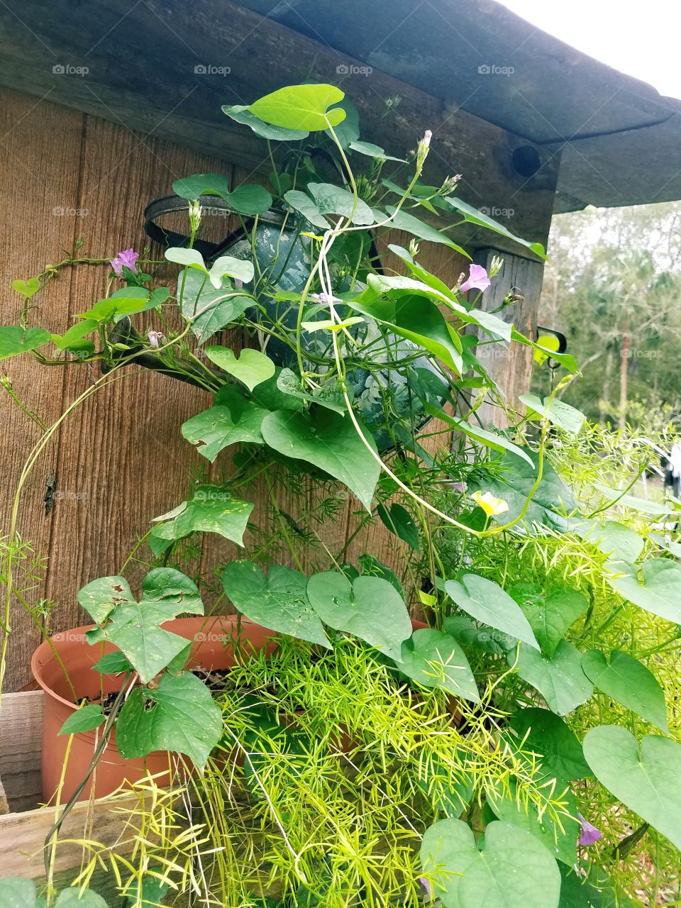 The vines growing on our garden shed.