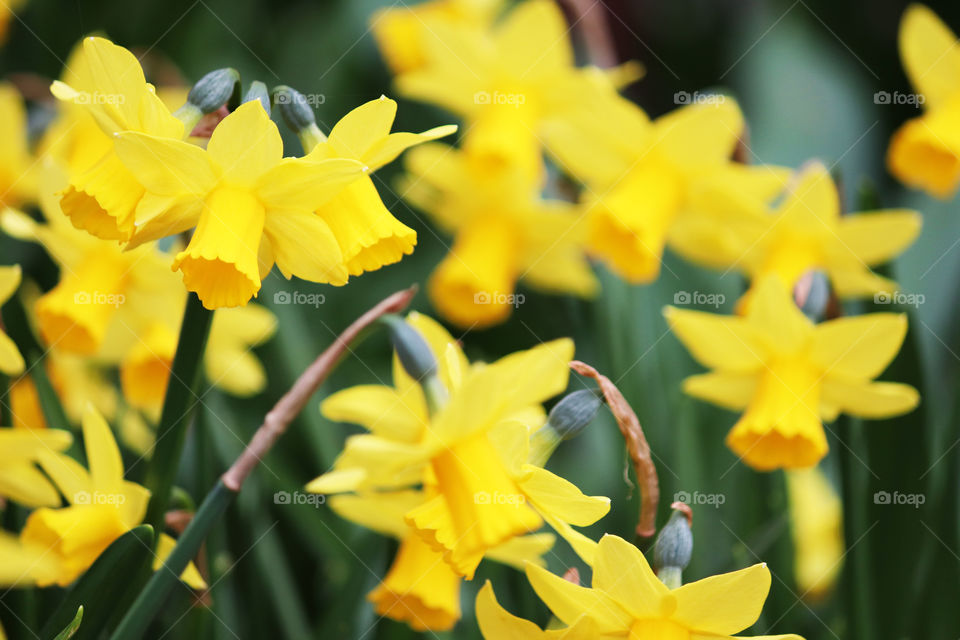 Gorgeous Daffodils