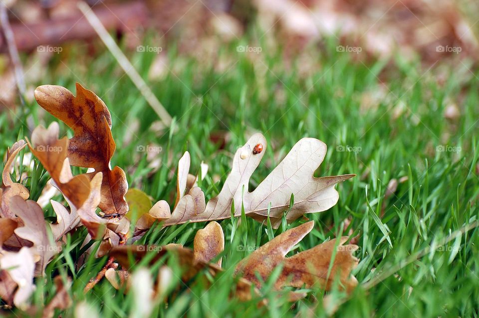Ladybug on a dry leaves 