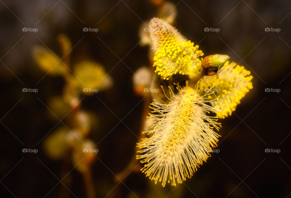 Hairy flower