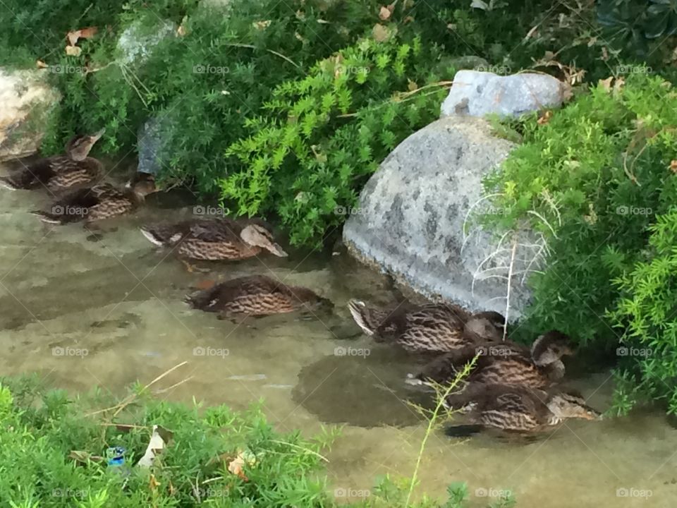 Ducklings splashing in the Creek