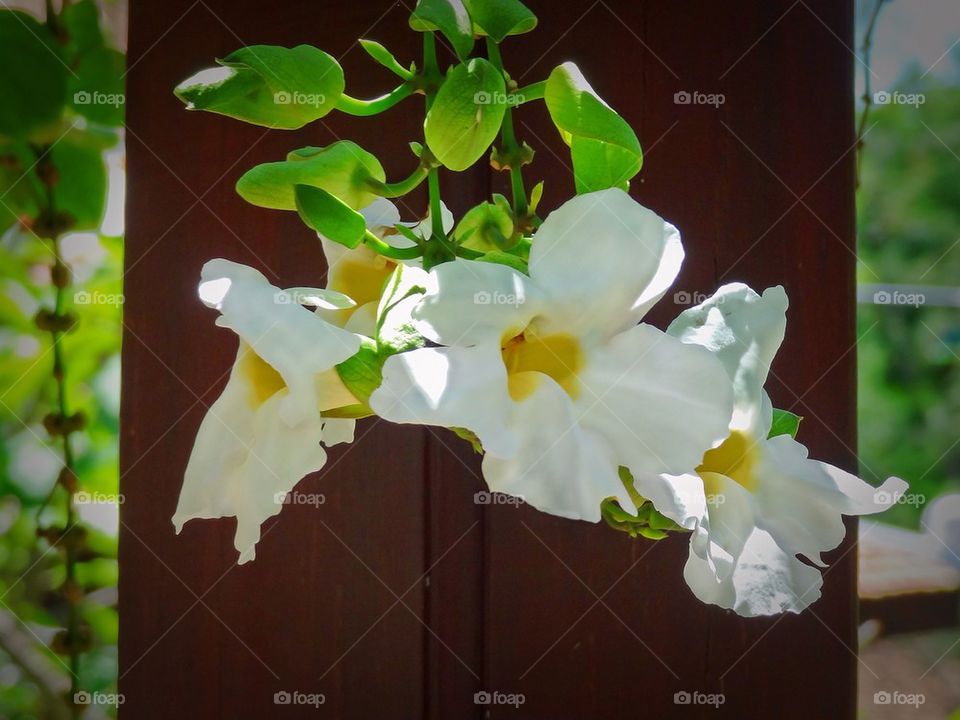 White flower