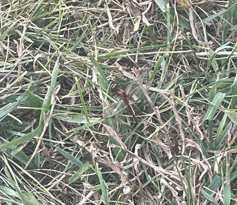 Do you see the dragonfly?