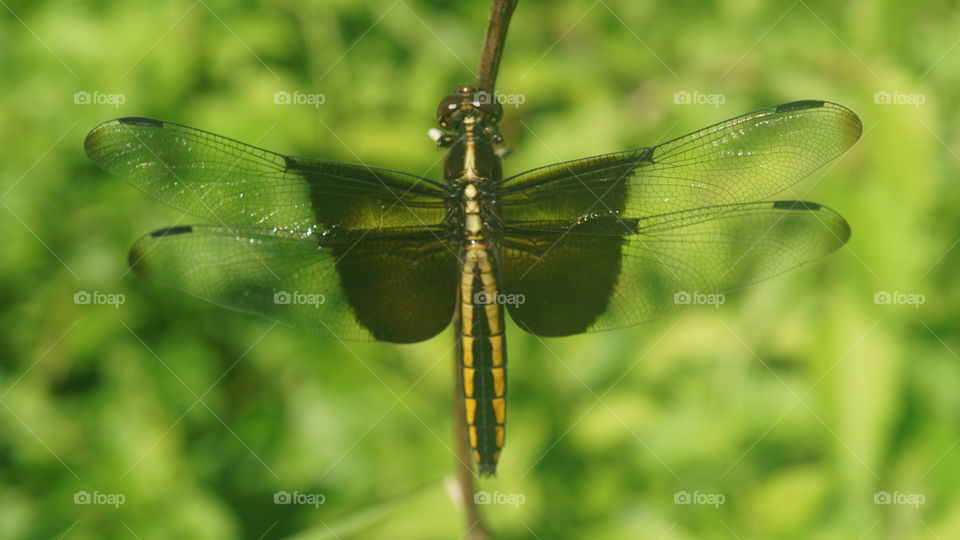 Dragon fly. nature 4 winged Dragon.
