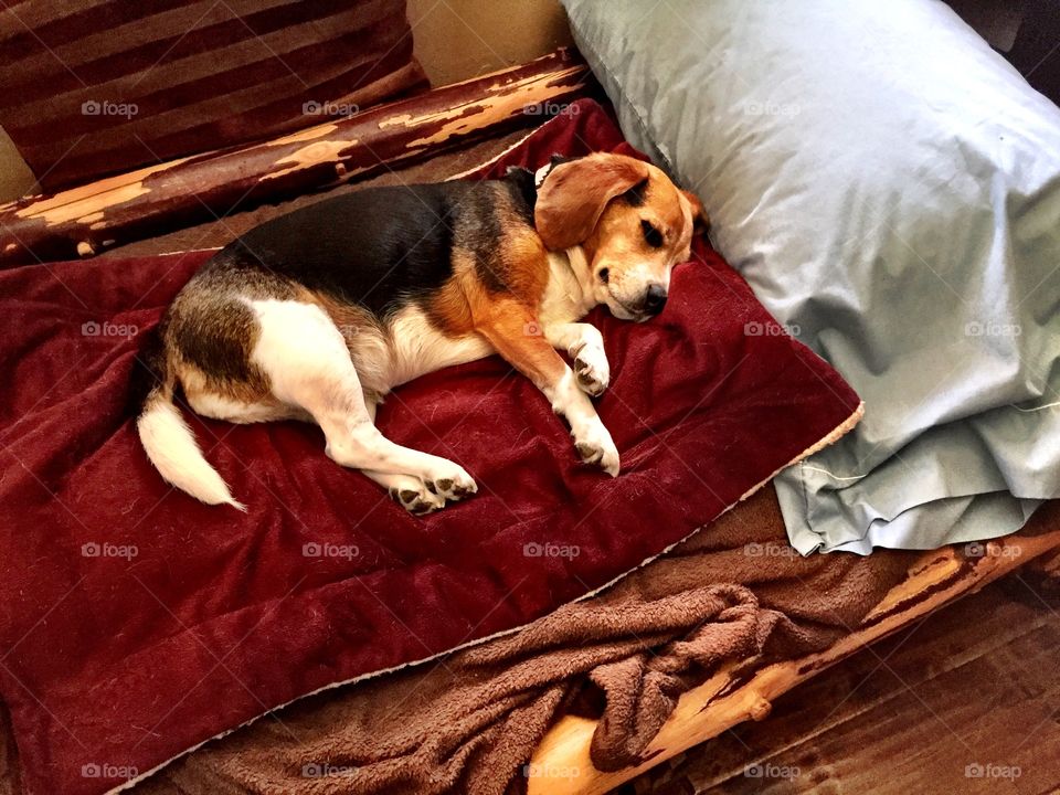 Beagle sleeping on a log bed
