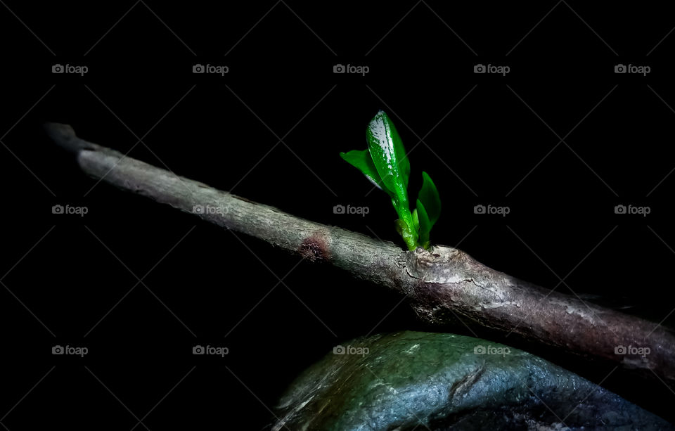 leaf shoots