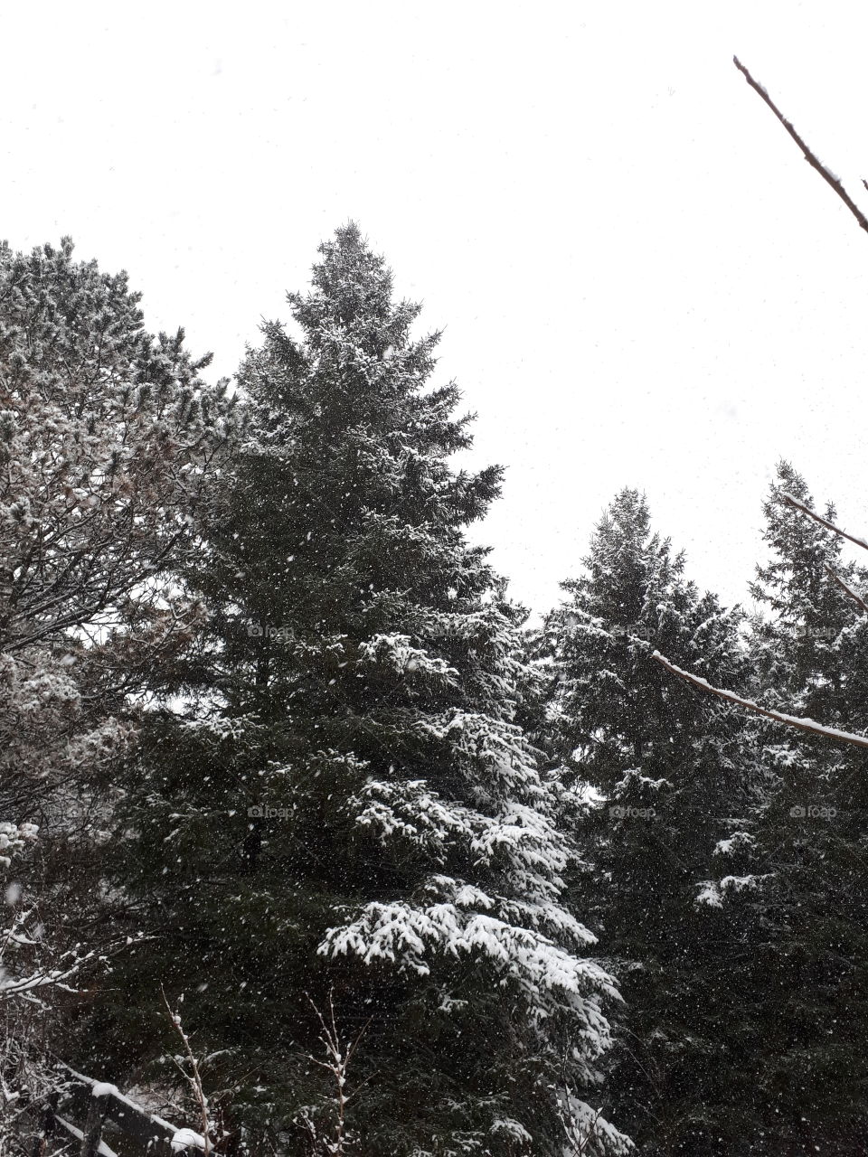 Snow falling on the trees.