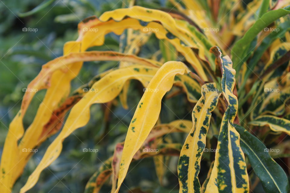 yellow and green beautiful plants