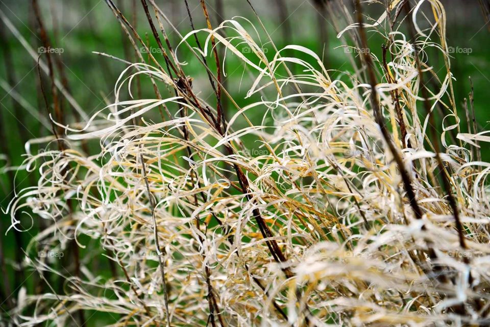 wild grass. I loved the texture of this wild grass at Rollins Savanna Forest Preserve