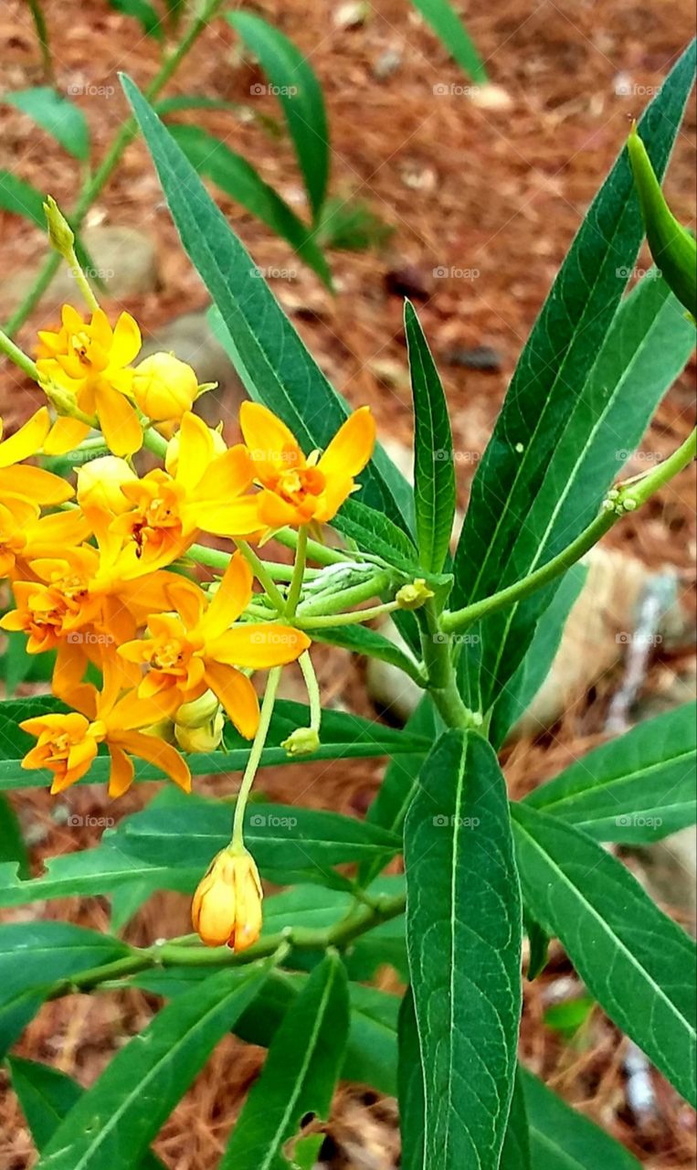 pretty little golden yellow flowers in the fall