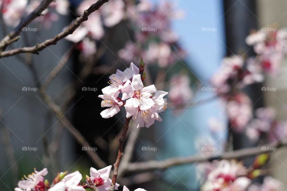 Sakura