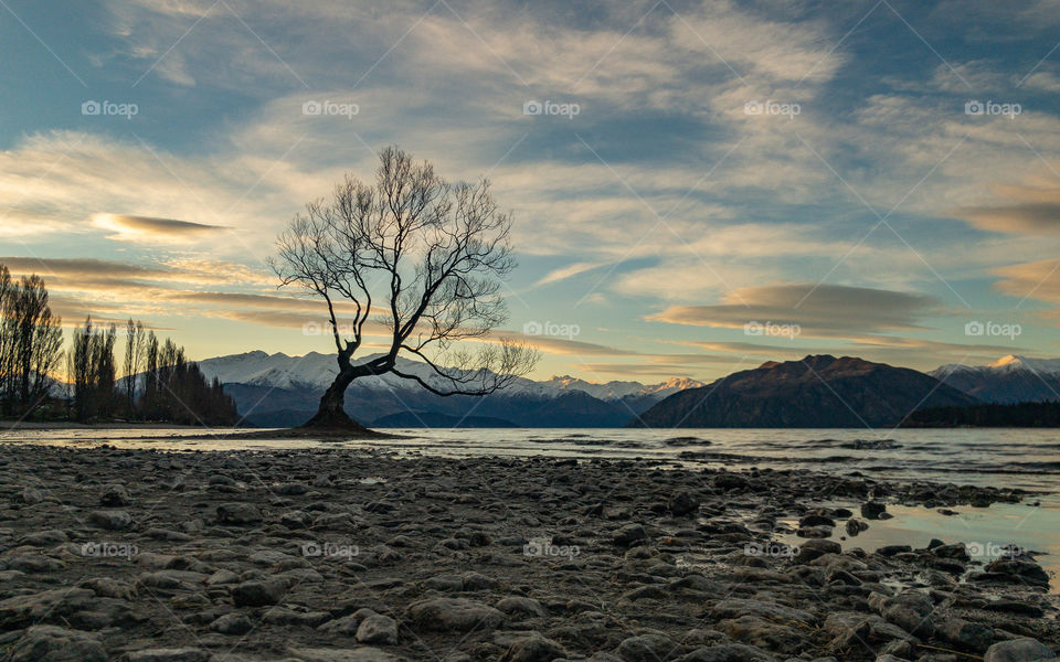 The Wanaka Tree