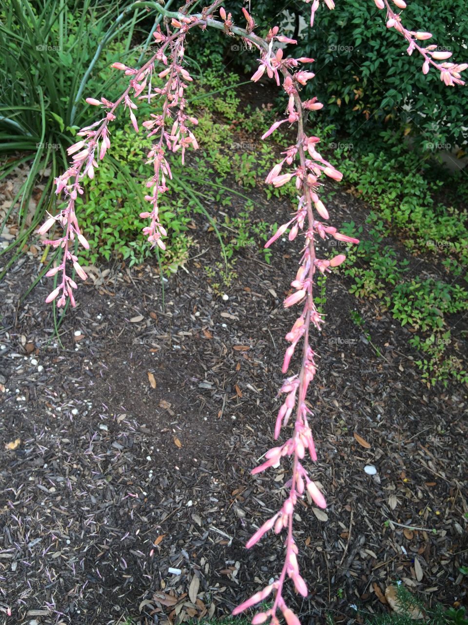 Long pink stem!