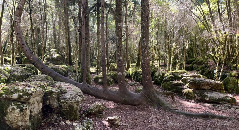 I couldn't resist capturing the enchanting melody of that ancient harp tree nestled deep within the heart of the forest