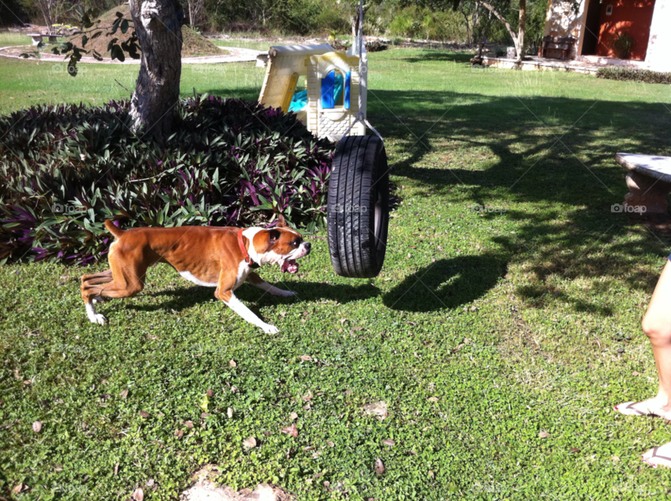 nature outdoors dog love by javiercorrea15