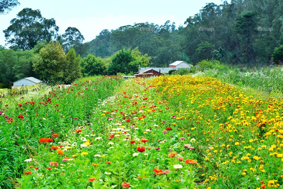 Idyllic Rural Flower Farm