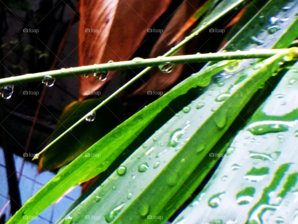Drops. A lot of drops on the leaves after rains