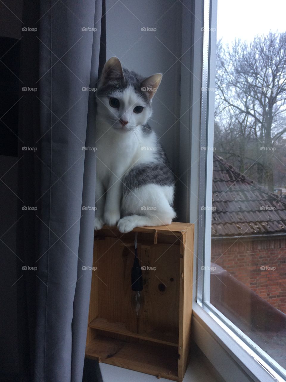 Cat, Window, Portrait, No Person, One