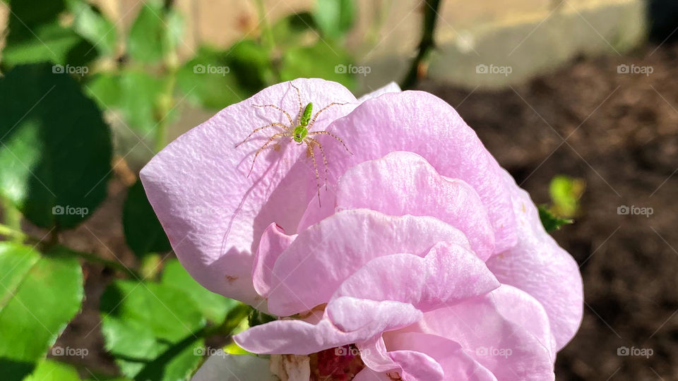 Green lynx spider on lavender rose