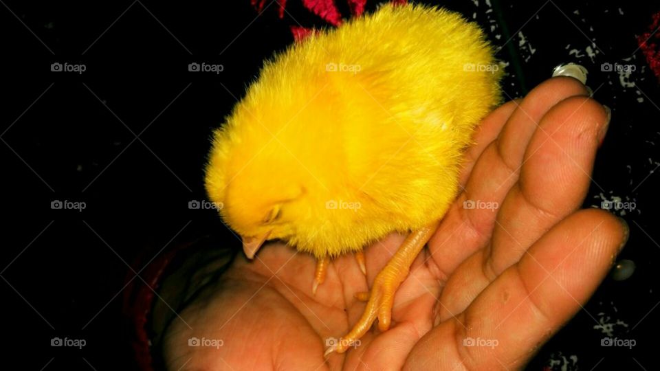 yElLoW cHiCk