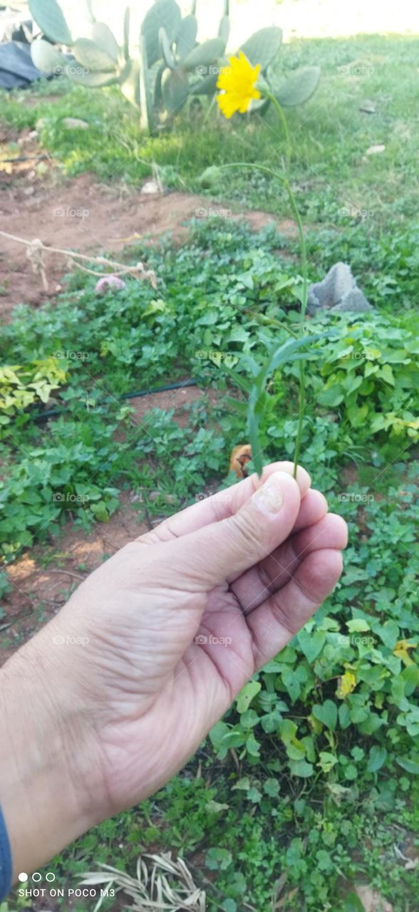 beautiful flower on my hand