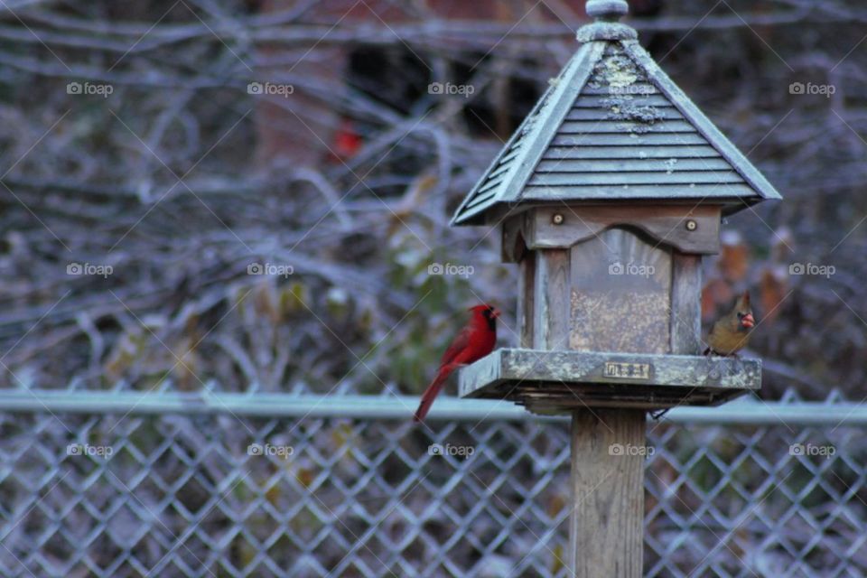 Cardinals 