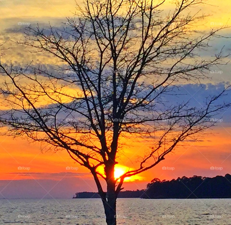 Silhouette of a tree in the sunset over the Choctawhatchee Bay!
