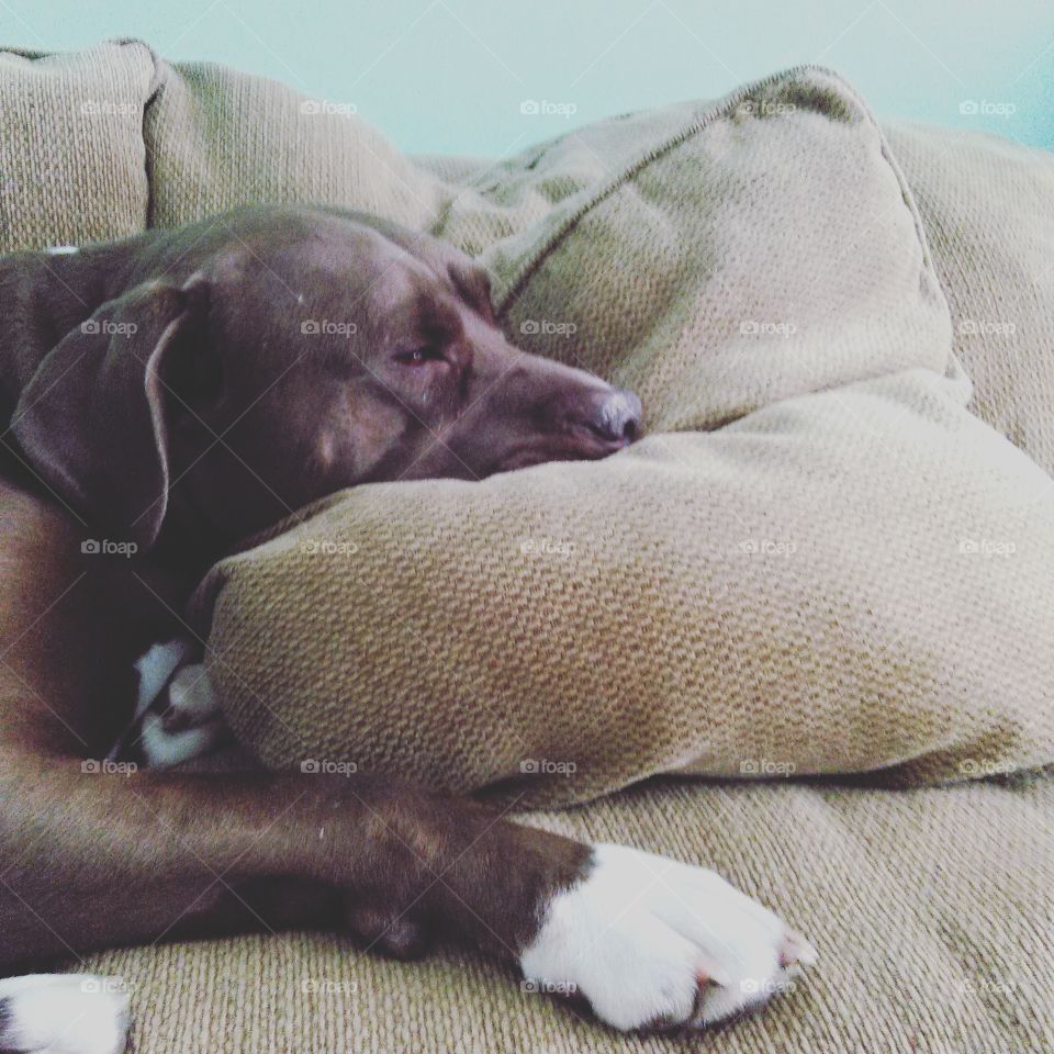 Lazy Dog. Brown Pit Bull sleeping on a sofa