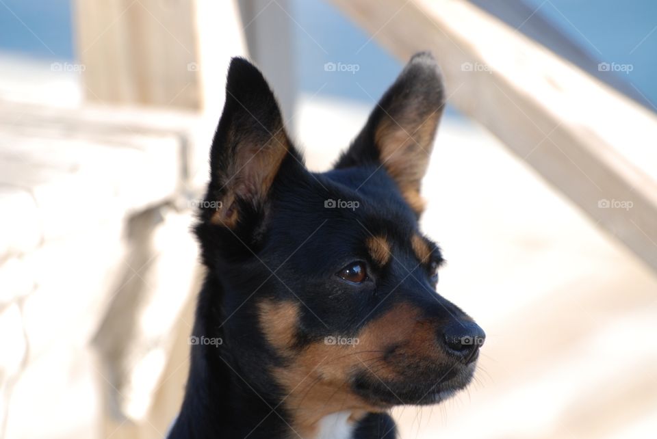 Close-up of a dog