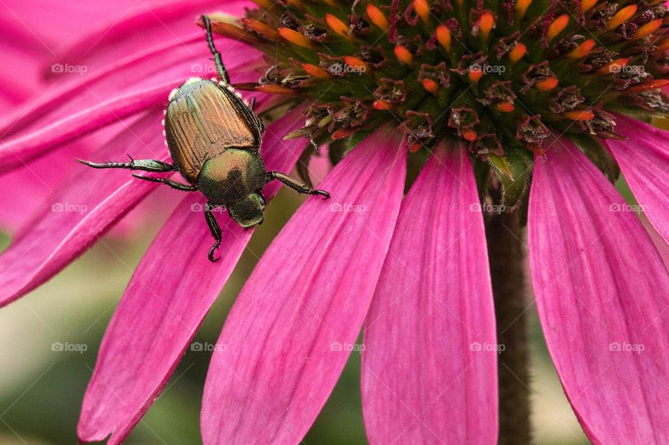 Japanese beetle