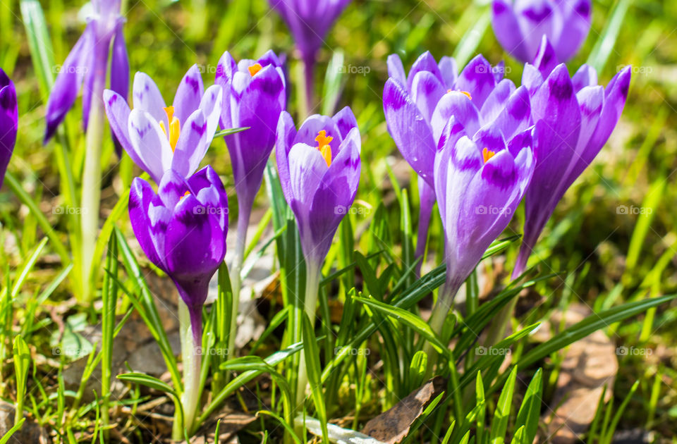 Blooming flowers in field