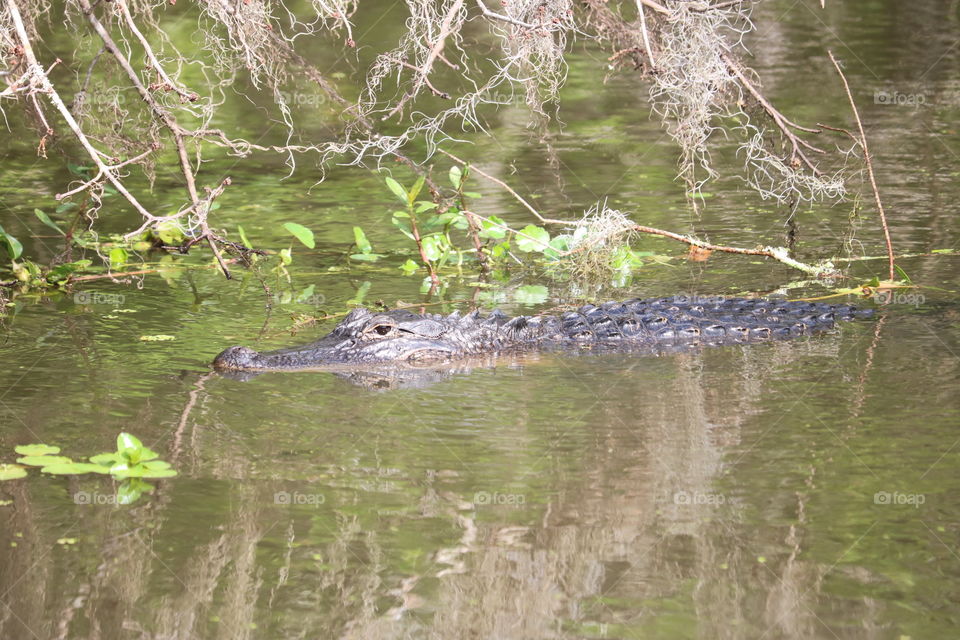 Alligator in the bayou